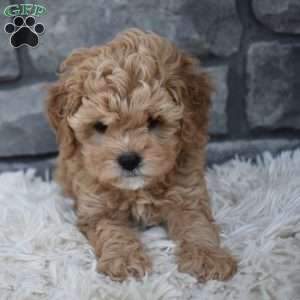 Sophie, Cavapoo Puppy