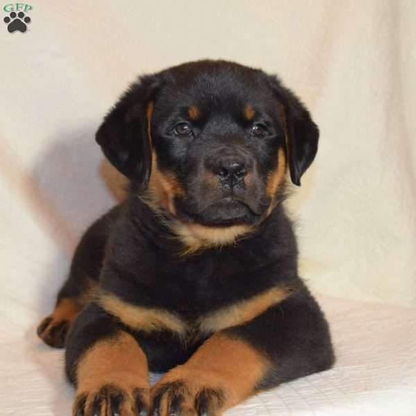 Bruno, Rottweiler Puppy