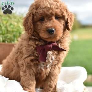 Reagan, Mini Goldendoodle Puppy
