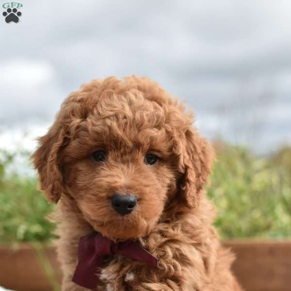 Reagan, Mini Goldendoodle Puppy