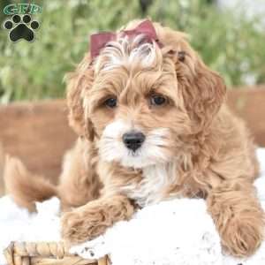 Norah, Mini Goldendoodle Puppy