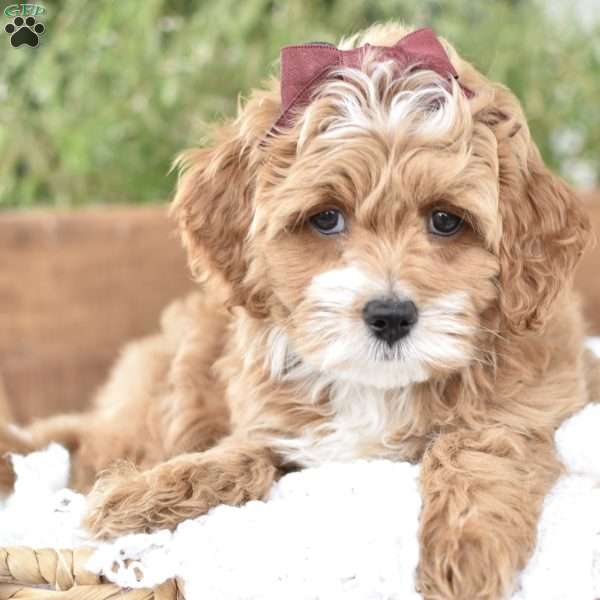 Norah, Mini Goldendoodle Puppy