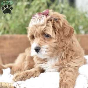 Norah, Mini Goldendoodle Puppy