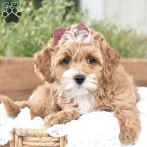 Norah, Mini Goldendoodle Puppy