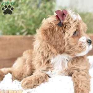 Norah, Mini Goldendoodle Puppy