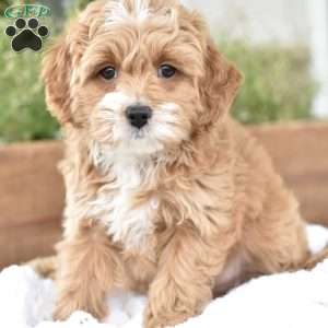 Norah, Mini Goldendoodle Puppy