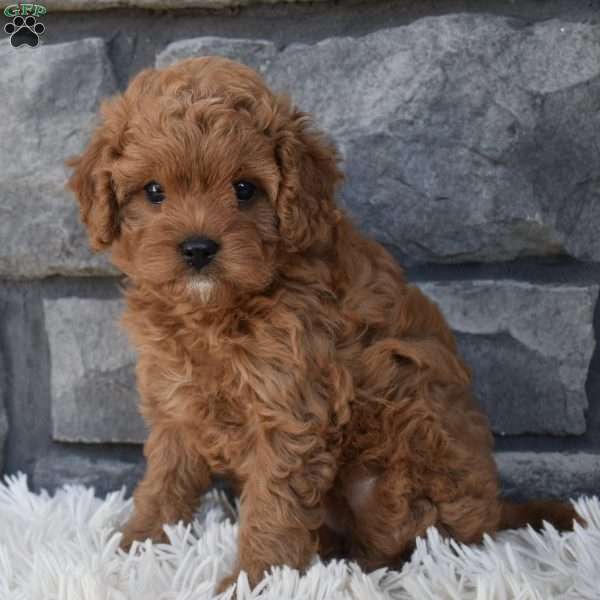 Stella, Cavapoo Puppy
