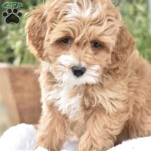 Norah, Mini Goldendoodle Puppy