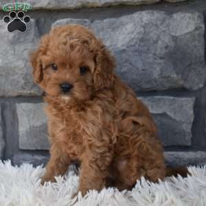 Stella, Cavapoo Puppy