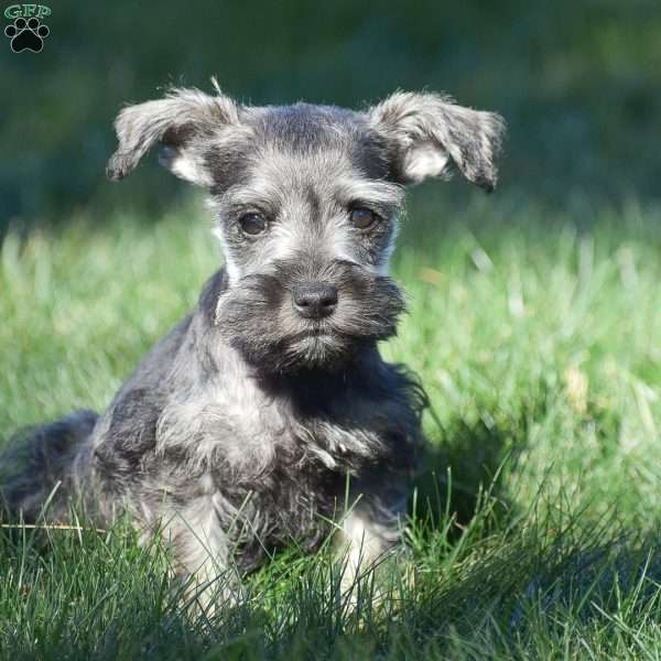 Penelope, Miniature Schnauzer Puppy