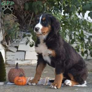 Penny, Bernese Mountain Dog Puppy