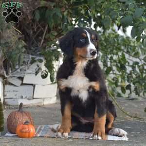 Penny, Bernese Mountain Dog Puppy