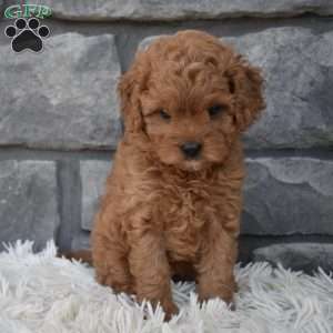Stella, Cavapoo Puppy