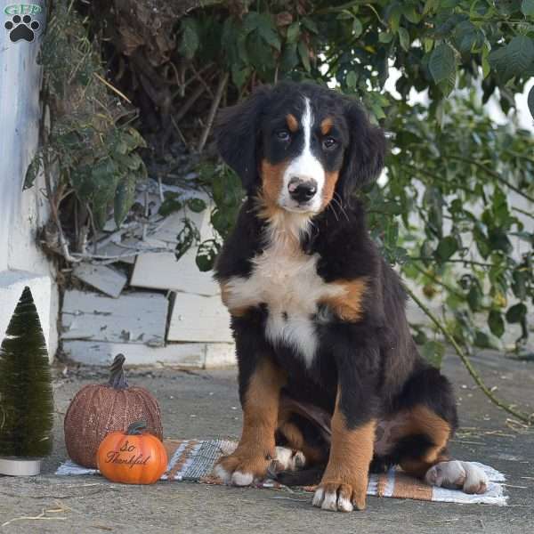 Penny, Bernese Mountain Dog Puppy
