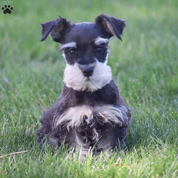 Parker, Miniature Schnauzer Puppy
