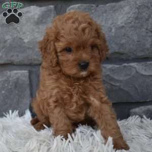 Stella, Cavapoo Puppy