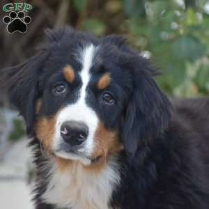 Penelope, Bernese Mountain Dog Puppy