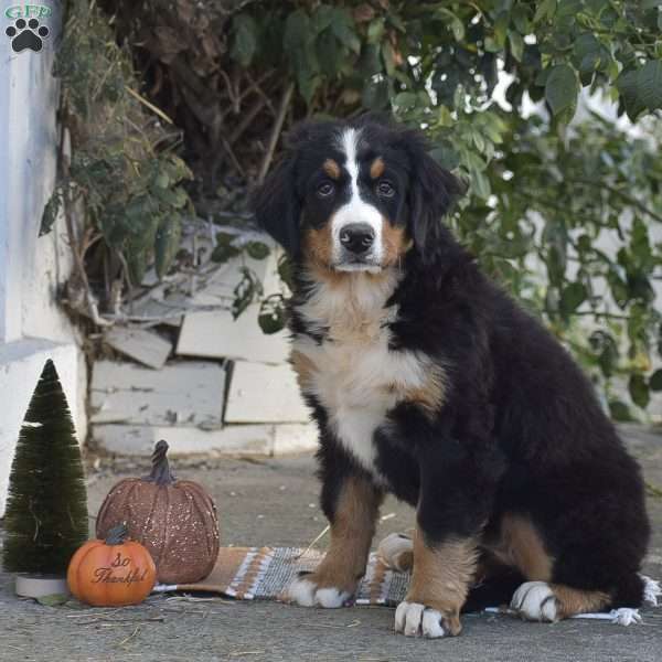 Penelope, Bernese Mountain Dog Puppy