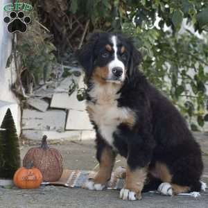 Penelope, Bernese Mountain Dog Puppy