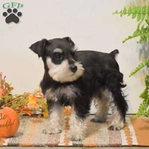 Peyton, Miniature Schnauzer Puppy