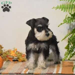Peyton, Miniature Schnauzer Puppy