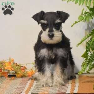 Peyton, Miniature Schnauzer Puppy