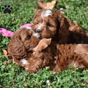 June, Cavapoo Puppy