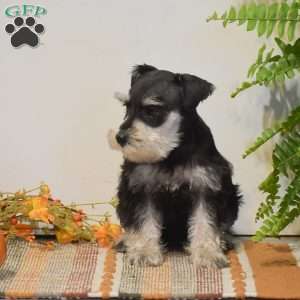 Peyton, Miniature Schnauzer Puppy