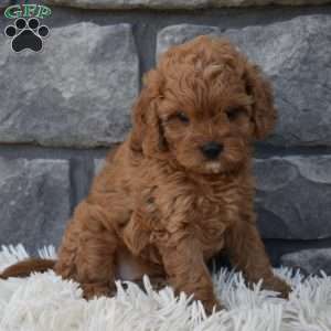 Stella, Cavapoo Puppy