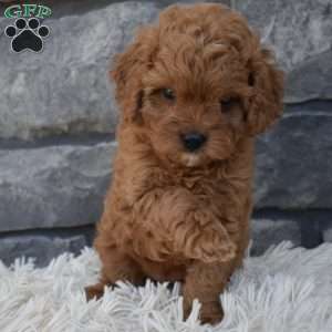 Stella, Cavapoo Puppy