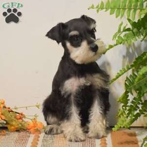 Peyton, Miniature Schnauzer Puppy