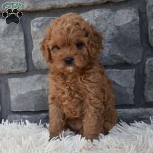Stella, Cavapoo Puppy