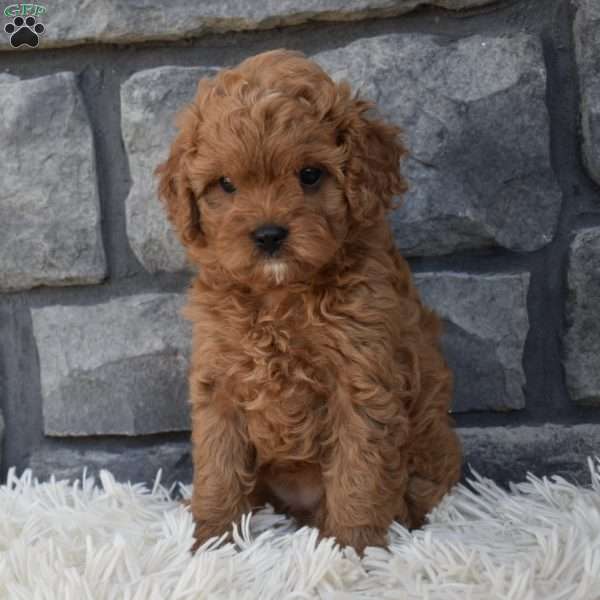 Stella, Cavapoo Puppy