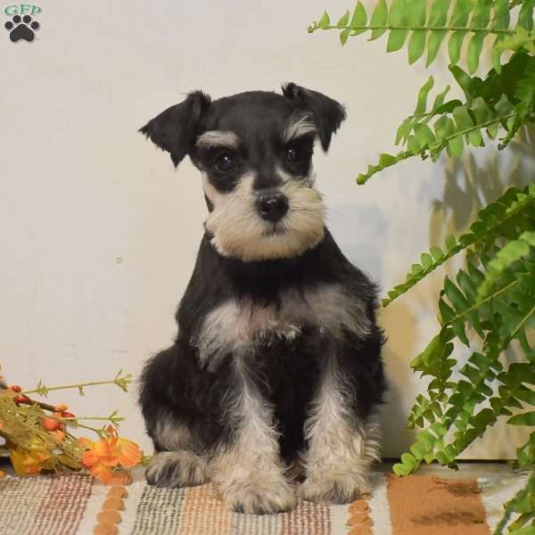 Peyton, Miniature Schnauzer Puppy