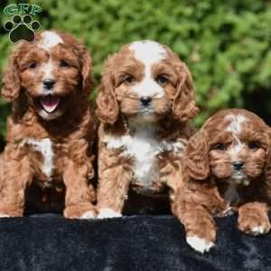 June, Cavapoo Puppy