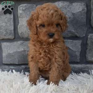 Stella, Cavapoo Puppy