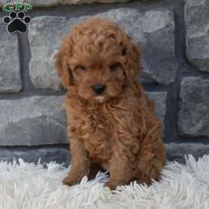 Stella, Cavapoo Puppy