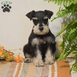 Peyton, Miniature Schnauzer Puppy