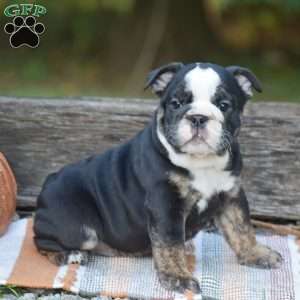 Francesca, English Bulldog Puppy