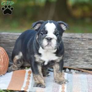 Francesca, English Bulldog Puppy