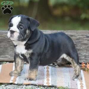 Francesca, English Bulldog Puppy