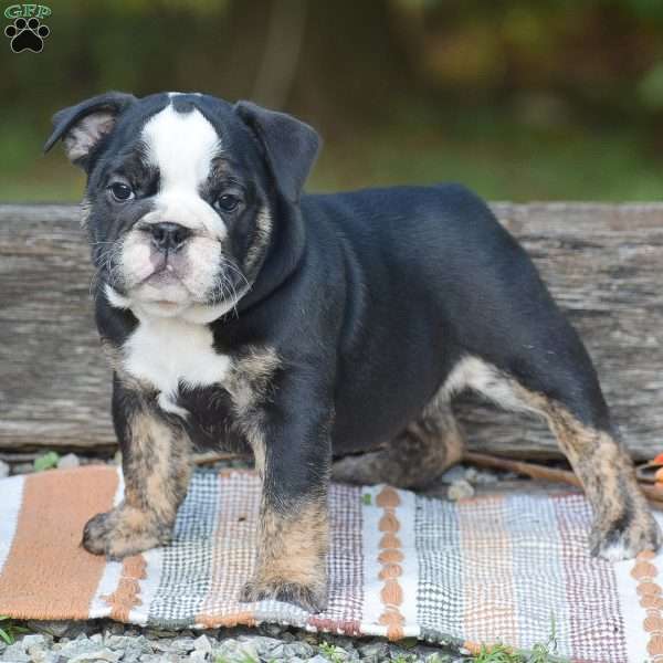 Francesca, English Bulldog Puppy