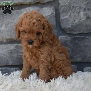 Stella, Cavapoo Puppy