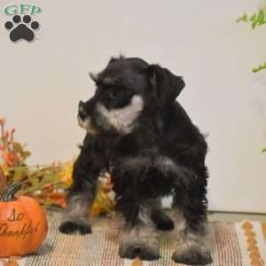 Paige, Miniature Schnauzer Puppy