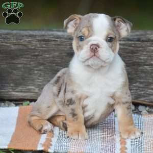 Fern, English Bulldog Puppy