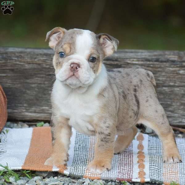 Fern, English Bulldog Puppy