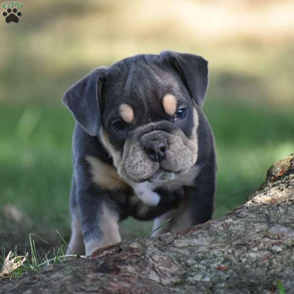 Weston, Beabull Puppy