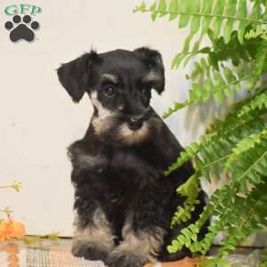Paige, Miniature Schnauzer Puppy