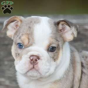 Fern, English Bulldog Puppy