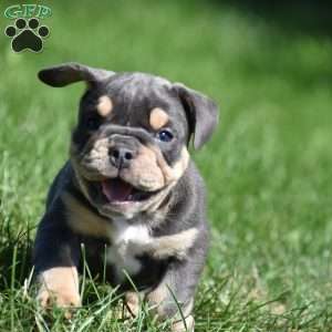 Weston, Beabull Puppy